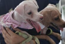 4 Tanda di Telapak Kaki Anjing yang Bisa Mengarah pada Masalah Kesehatan