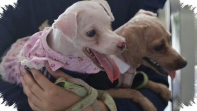 4 Tanda di Telapak Kaki Anjing yang Bisa Mengarah pada Masalah Kesehatan