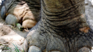 Gajah Bisa Menutup Saluran Telinga demi Menangkap Getaran Bumi
