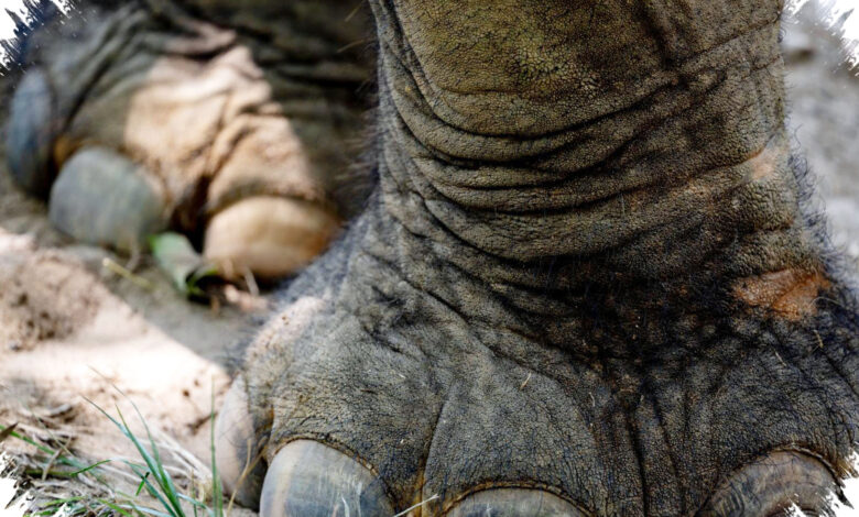 Gajah Bisa Menutup Saluran Telinga demi Menangkap Getaran Bumi