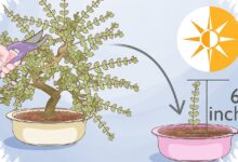 Bonsai Elm Bisa Berbatang Besar dari Bibit Muda, Rahasianya Ada pada Akar dan Pemangkasan
