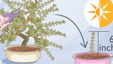 Bonsai Elm Bisa Berbatang Besar dari Bibit Muda, Rahasianya Ada pada Akar dan Pemangkasan