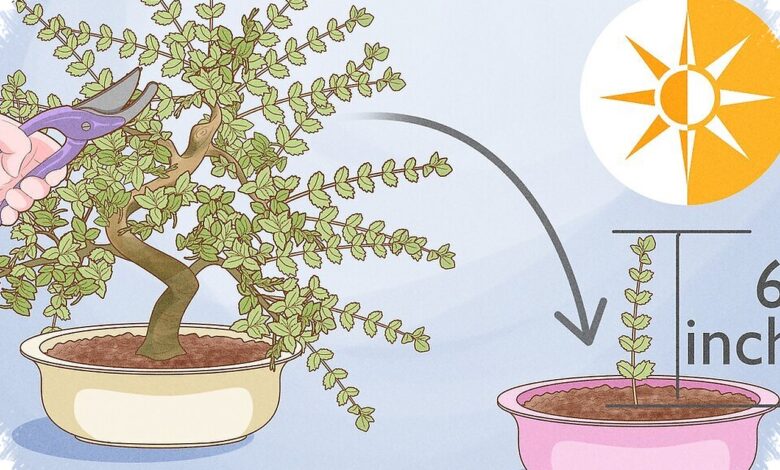 Bonsai Elm Bisa Berbatang Besar dari Bibit Muda, Rahasianya Ada pada Akar dan Pemangkasan