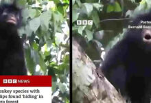Monyet Berbibir Oranye Ditemukan di Kongo, Jejak Evolusinya Berusia Jutaan Tahun
