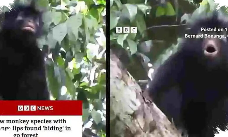 Monyet Berbibir Oranye Ditemukan di Kongo, Jejak Evolusinya Berusia Jutaan Tahun