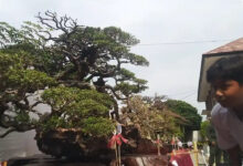 Bonsai Santigi 15 Tahun Ditawar Rp1,5 Miliar, Nilainya Ada pada Batang dan Akar