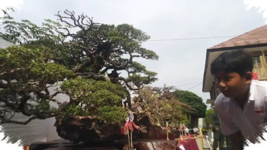 Bonsai Santigi 15 Tahun Ditawar Rp1,5 Miliar, Nilainya Ada pada Batang dan Akar