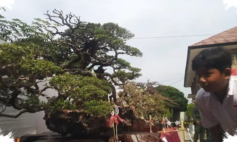 Bonsai Santigi 15 Tahun Ditawar Rp1,5 Miliar, Nilainya Ada pada Batang dan Akar