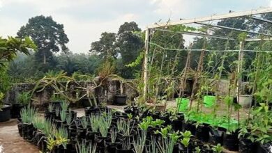 Viar R2K Seharga Rp13 Jutaan, Motor Kebun Ringan yang Bisa Angkut Keranjang Sawit