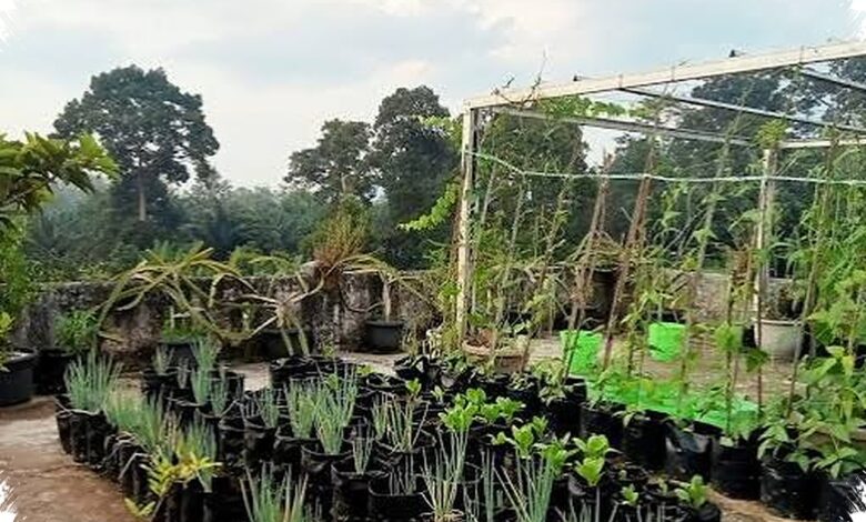 Viar R2K Seharga Rp13 Jutaan, Motor Kebun Ringan yang Bisa Angkut Keranjang Sawit