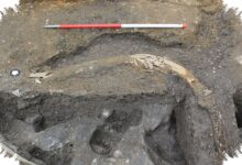 Maggot Tak Cukup Menjelaskan Jejak Makan Neanderthal, Mamut Kembali Disorot