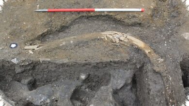 Maggot Tak Cukup Menjelaskan Jejak Makan Neanderthal, Mamut Kembali Disorot
