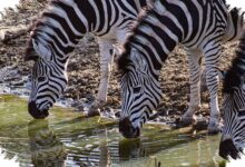 Sapi Bercorak Zebra Raih Ig Nobel, Ilusi Optik Ini Bisa Mengusir Lalat