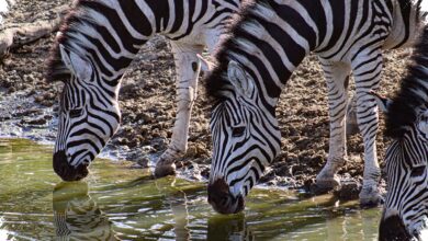 Sapi Bercorak Zebra Raih Ig Nobel, Ilusi Optik Ini Bisa Mengusir Lalat