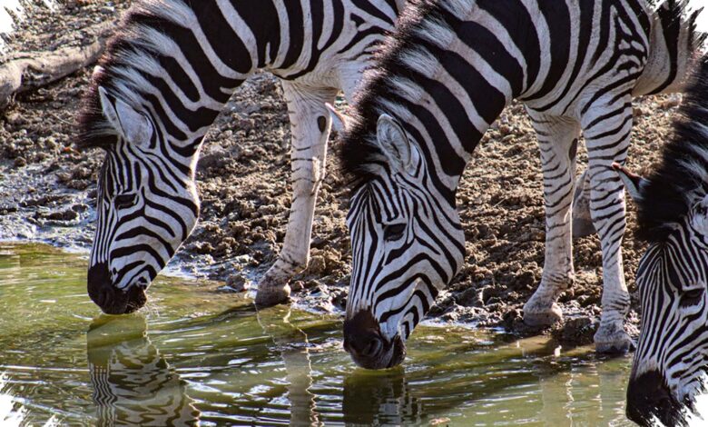 Sapi Bercorak Zebra Raih Ig Nobel, Ilusi Optik Ini Bisa Mengusir Lalat