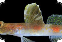 Ikan Jingga Baru dari Dasar Laut Banyuwangi Teruji DNA, Bukan Penghuni Biasa