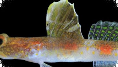 Ikan Jingga Baru dari Dasar Laut Banyuwangi Teruji DNA, Bukan Penghuni Biasa