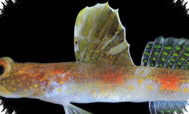 Ikan Jingga Baru dari Dasar Laut Banyuwangi Teruji DNA, Bukan Penghuni Biasa