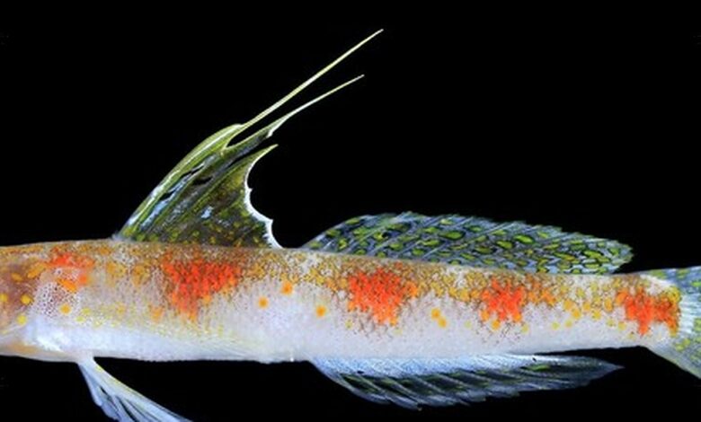 Gobi Udang Baru dari Banyuwangi Punya Kembaran di Jepang, Bedanya Tegas