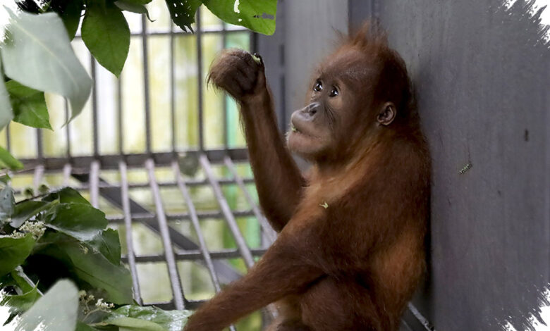 Sapi Bercorak Zebra Menangkal Lalat, Sains di Balik Riset Peraih Ig Nobel