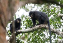 Monyet Likweli di Kongo Bersuarakan Dengkur Babi, Habitatnya Sangat Sempit