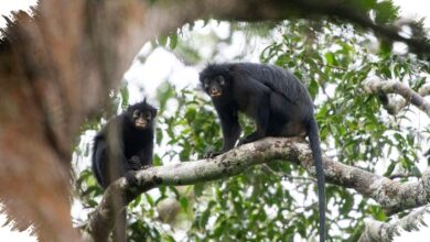 Monyet Likweli di Kongo Bersuarakan Dengkur Babi, Habitatnya Sangat Sempit
