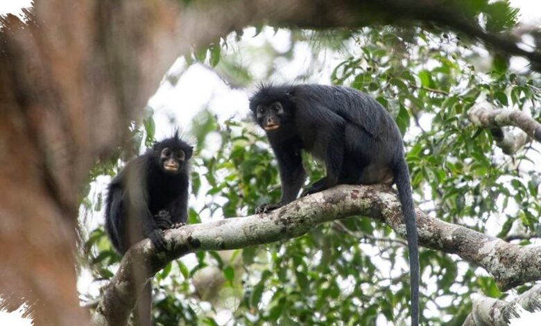 Monyet Likweli di Kongo Bersuarakan Dengkur Babi, Habitatnya Sangat Sempit
