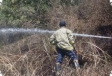 Kebun Bambu 500 Meter Persegi Hangus di Lembang, Api Dekat Permukiman Warga