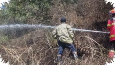 Kebun Bambu 500 Meter Persegi Hangus di Lembang, Api Dekat Permukiman Warga