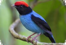 Buah Membuka Jalan bagi Tarian Kawin Manakin, Perubahan Besarnya Dimulai dari Lidah