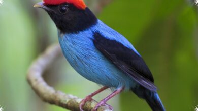 Buah Membuka Jalan bagi Tarian Kawin Manakin, Perubahan Besarnya Dimulai dari Lidah