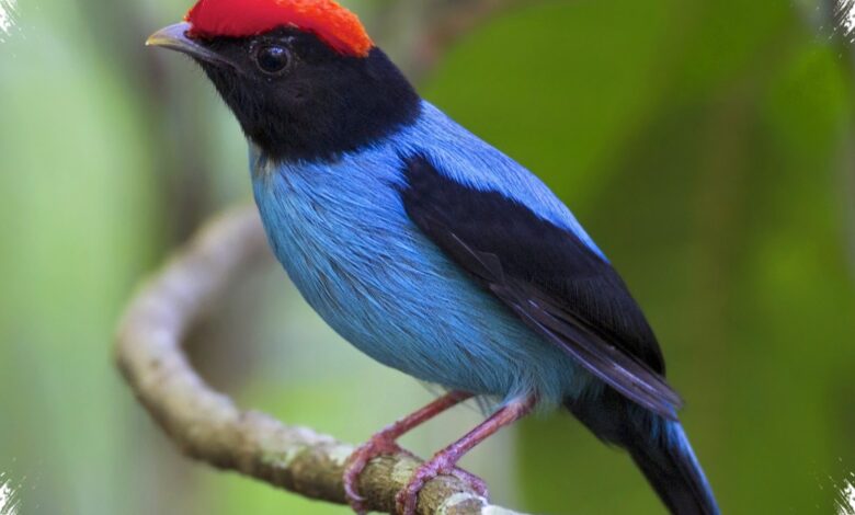 Buah Membuka Jalan bagi Tarian Kawin Manakin, Perubahan Besarnya Dimulai dari Lidah