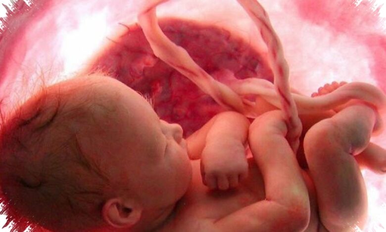 Jantung Janin Mulai Terbentuk di Trimester Pertama, Risiko Kelainan Tak Boleh Diabaikan